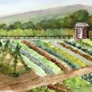 seeds 21 organic open pollinated heirloom survival types vegetable herb set bank
