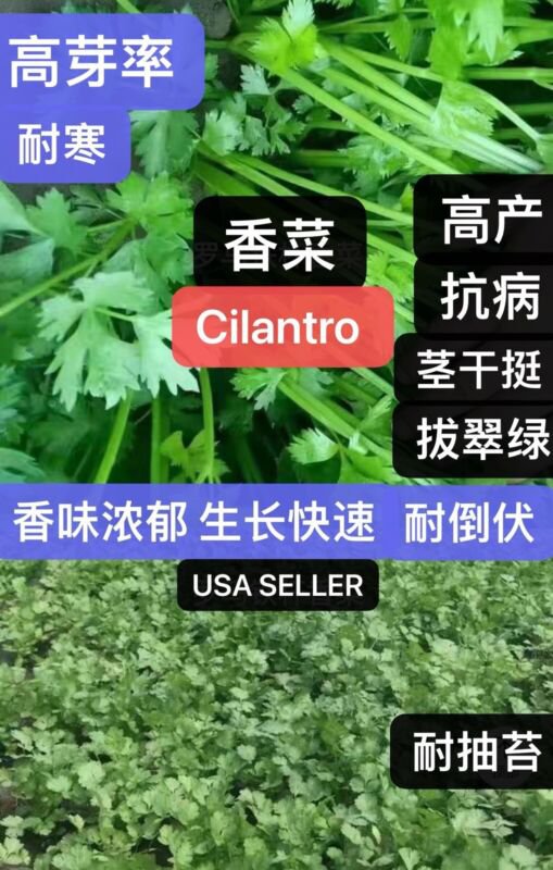 seeds 400 split cilantro/coriander herb garden 400&aring;&curren;�&ccedil;&sup2;�&eacute;&brvbar;�&egrave;��&ccedil;&sect;�&aring;&shy;� 2024&aring;&sup1;&acute;&aelig;�&deg;&ccedil;&sect;�&aring;&shy;�