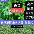 seeds 400 split cilantro/coriander herb garden 400多粒香菜种子 2024年新种子