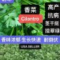 seeds 400 split cilantro/coriander herb garden 400å¤ç²é¦èç§å 2024å¹´æ°ç§å