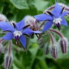 seeds borage 50 herb flower garden culinary garnishes teas salads