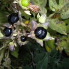100 seeds atropa belladonna wicca herb 'deadly nightshade' 'devil's cherry'