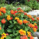 seeds lantana horrida texas - rare