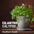 seeds cilantro (coriander), calypso - heirloom culinary & medicinal herb