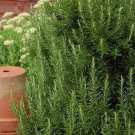 50 seeds rosemary herb heirloom non-gmo-fresh seeds-wonderful aroma