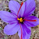 15pcs saffron spice live plant seed fresh harvest grade a rare pack