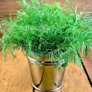 seeds 1200 superdukat dill - improved dukat, produces lots of foliage