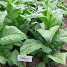 1000 seeds madole tobacco ~ heirloom rich flavor dark variety
