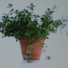 100 thyme herb* seeds* gourmet * culinary