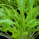 mizuna asian mustard-1500 seeds-non gmo-open pollinted.