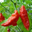 seeds 25 ghost pepper {bhut jolokia} | million  scoville