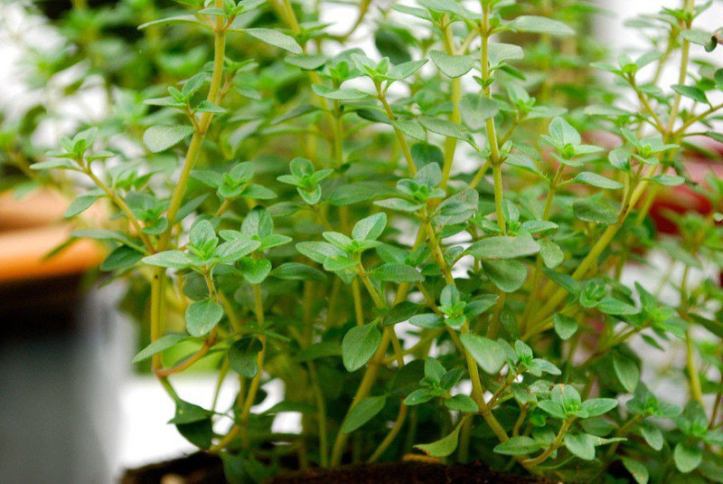 320 seeds - thyme german common winter perennial groco* buy 15-ships