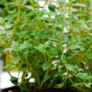 320 seeds - thyme german common winter perennial groco* buy 15-ships