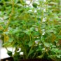 320 seeds - thyme german common winter perennial groco* buy 15-ships
