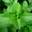 500 seeds lemon balm (melissa officinalis)- herb-(organic)