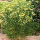 seeds bouquet dill 20 non-gmo, heirloom, organically grown, herb