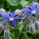 seeds 100 borage herb -- pest repellent heirloom non gmo fresh