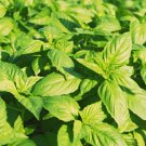 1200 genovese basil. seeds.