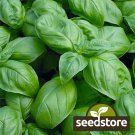 seeds 300 sweet basil | heirloom - non-gmo