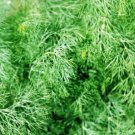 300 seeds fern leaf dill non-gmo fresh for gardens
