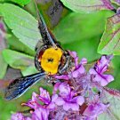 seeds 600 cinnamon basil - herb perennial heirloom insect bug repellent