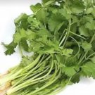 600 seeds 2024 cilantro fresh summer 芫荽、香菜、胡荽、香荽