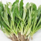 4000 seeds ship ngo gai culantro herb / vietnamese thai parsley recao