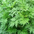 seeds mugwort 500 perennial herb garden plants artemisia vulgaria