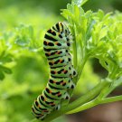 seeds 500 parsley curled black swallowtail butterfly host plant non-gmo
