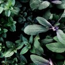 300italian oregano seeds(origanum vulgare)heirloom, organic-