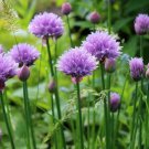 150 seeds 2025 chive / chives herb ~ heirloomseedguy