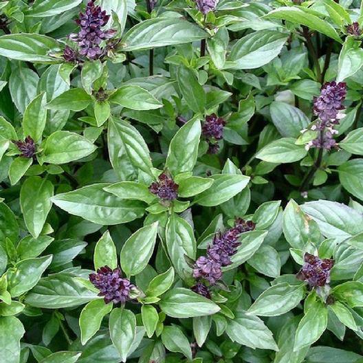 500 seeds herb cinnamon basil cooking edible teas potpourri italian non-gmo