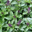 500 seeds herb cinnamon basil cooking edible teas potpourri italian non-gmo