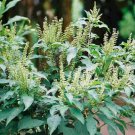 ocimum gratissimum | west african wild clove basil 100_seeds