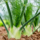 seeds florence fennel 200 herb garden culinary butterflies bees