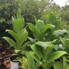 seeds 1000 (1/4 gram) golden burley tobacco grown in east arizona