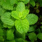 500 seeds spearmint mentha spicata mint tea nongmo