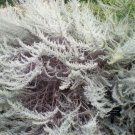 200 seeds california sagebrush (artemisia californica) |