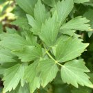 seeds lovage 200 perennial herb garden cooking soups stew non-gmo