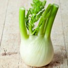 400 seeds florence fennel herb non-gmo seller