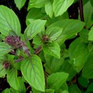 150 seeds persian basil fresh for gardens seller ships quick