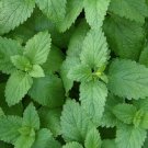 1000 seeds lemon balm (melissa officinalis) nongmo variety