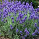 seeds 200 vera lavender english herb true perennial