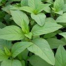 seeds lime basil 300 garden herbs cuisine culinary cooking spice