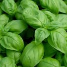 1000 basil- genovese seeds-open pollinated-non gmo.
