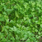 seeds dark green italian parsley 500 flat leaf herb non-gmo