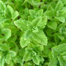 500 seeds peppermint mint nongmo