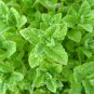500 seeds peppermint mint nongmo