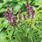 seeds persian basil 250 black licorice herb ocimum basilicum