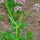 50 valerian officinalis seeds, hardy perennial, heirloom garden heliotrope herb